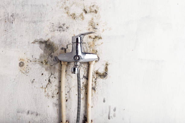 Best Professional Mold Removal  in Ester, AK
