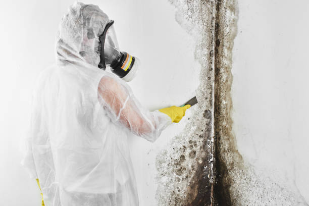 Best Commercial Mold Removal  in Ester, AK