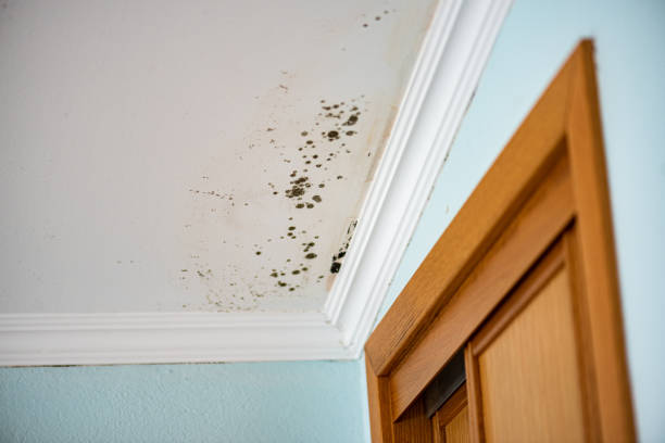 Best Mold Testing  in Ester, AK