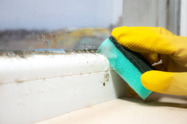 Best Office Mold Removal Services  in Ester, AK