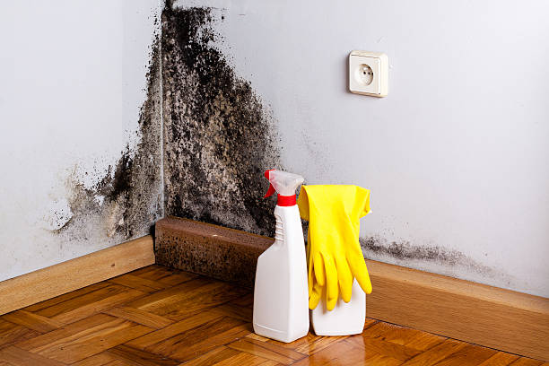 Mold Removal and Inspection in Ester, AK