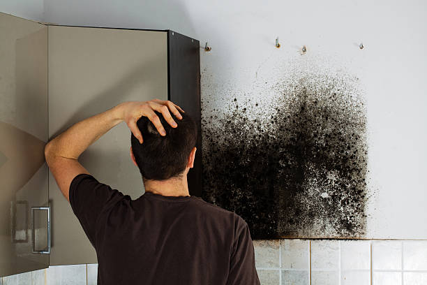 Reliable Ester, AK Mold Removal Solutions